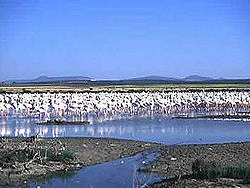 Medio Ambiente organiza en abril rutas botánicas por lagunas y marismas de los parques naturales